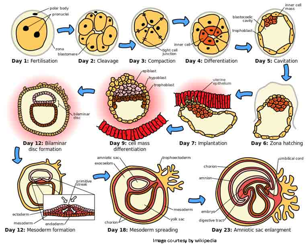 Sexual Reproduction Sureden Your Education Partner